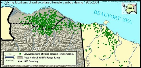 A map of Caribou calving grounds, 1983–2001, fonte U.S. Fish and Wildlife Service