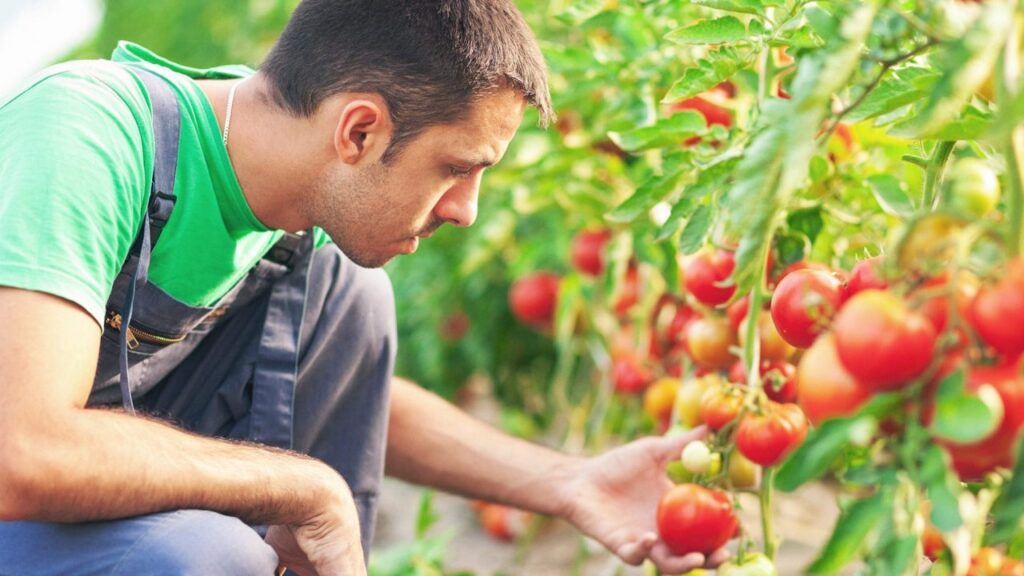 Nel 2024 l’export dei distretti agroalimentari italiani tocca i 28 miliardi: +7,1% su base annua.