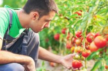 Nel 2024 l’export dei distretti agroalimentari italiani tocca i 28 miliardi: +7,1% su base annua.