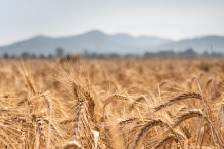 agroalimentare