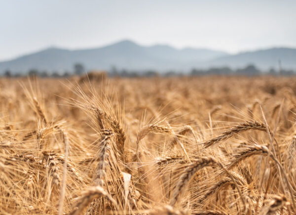 agroalimentare