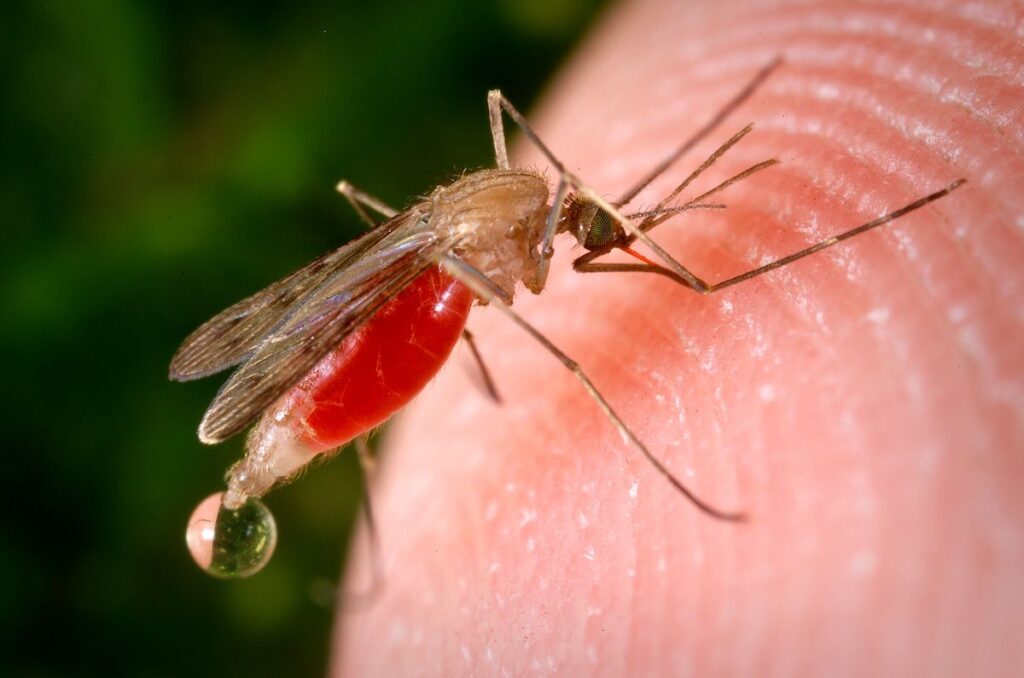 West Nile