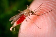 West Nile