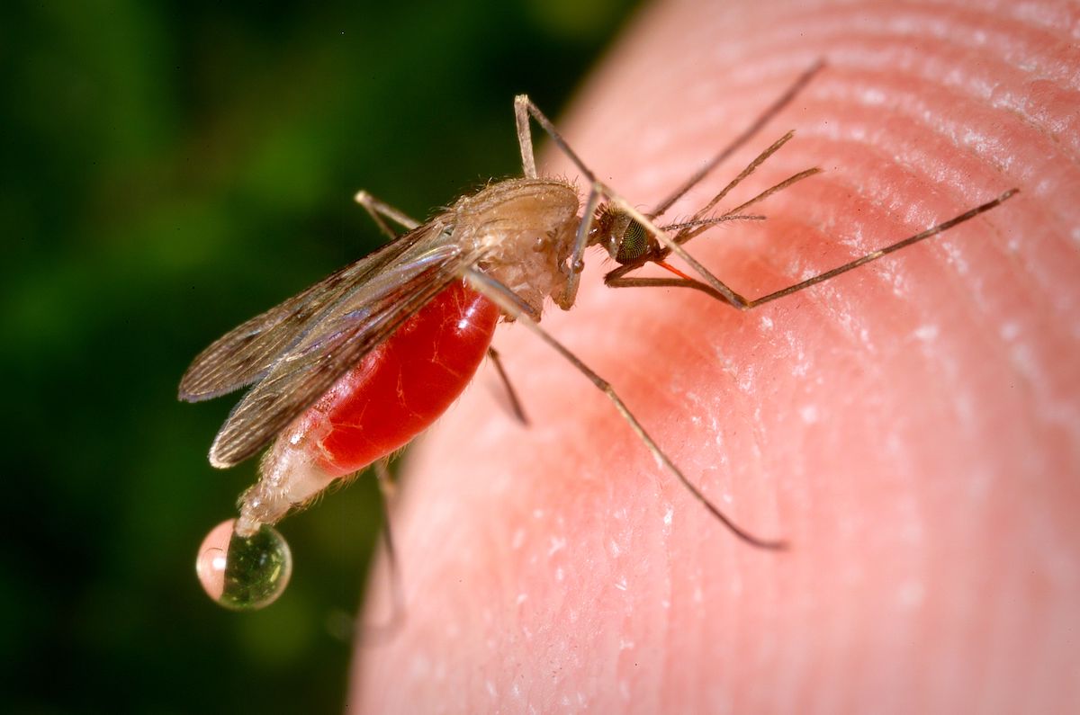 West Nile