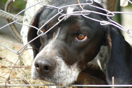 L'abbandono degli animali in Italia, un fenomeno criminale che riguarda 80000 gatti e 50000 cani ogni anno