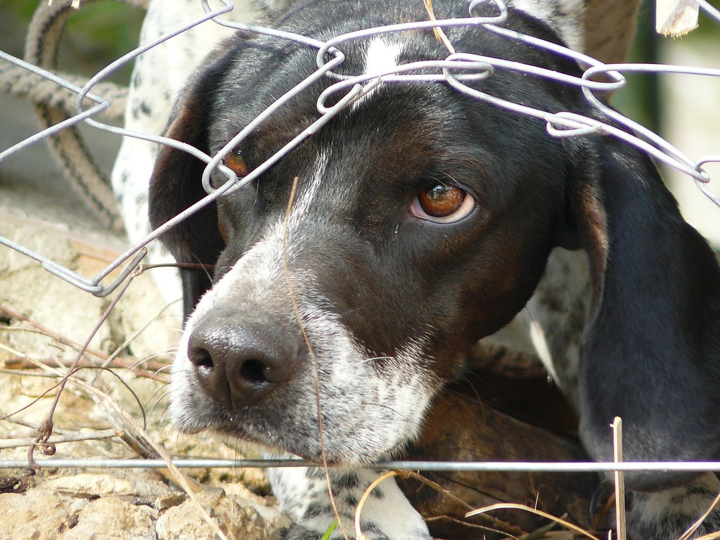 L'abbandono degli animali in Italia, un fenomeno criminale che riguarda 80000 gatti e 50000 cani ogni anno