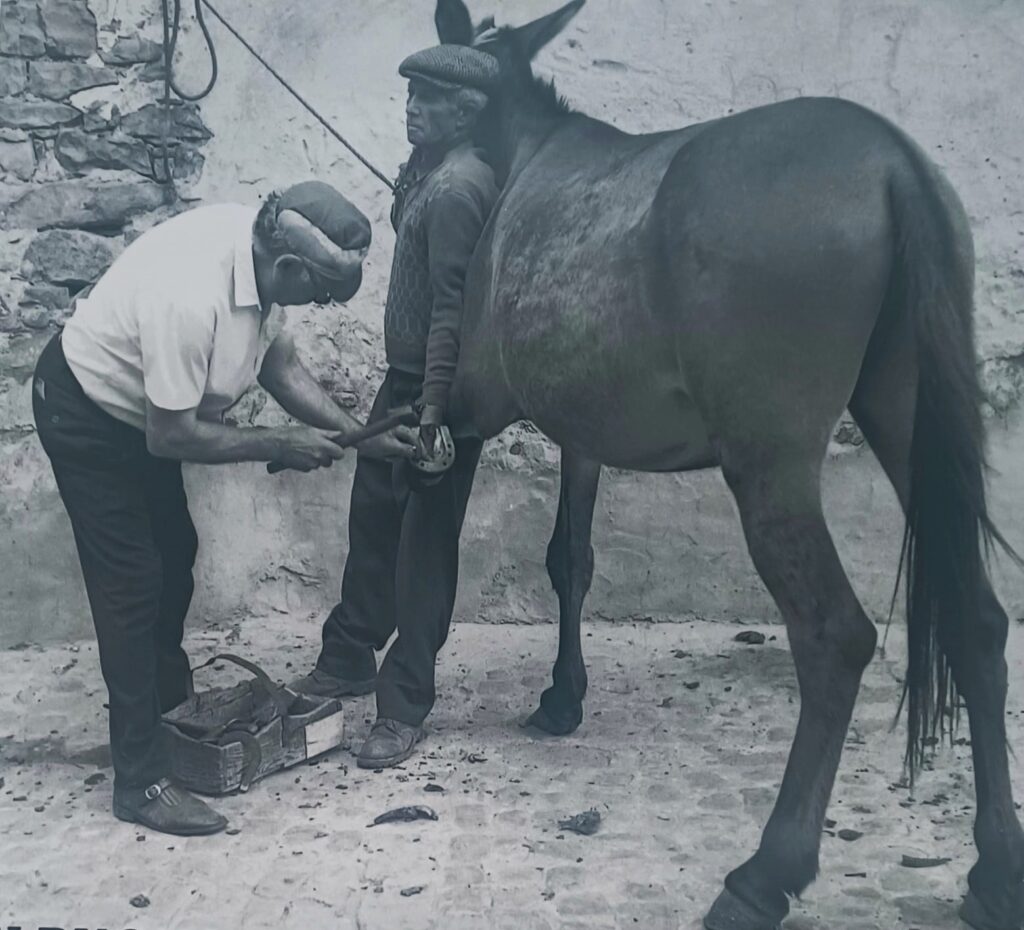 Il maniscalco Natale Fina all'opera nelle bottega di Castelbuono, in provincia di PalermoIl maniscalco Natale Fina all'opera nelle bottega di Castelbuono, in provincia di Palermo. Raccontiamo qui la storia di Giuseppe Gandini