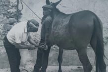 Il maniscalco Natale Fina all'opera nelle bottega di Castelbuono, in provincia di PalermoIl maniscalco Natale Fina all'opera nelle bottega di Castelbuono, in provincia di Palermo. Raccontiamo qui la storia di Giuseppe Gandini